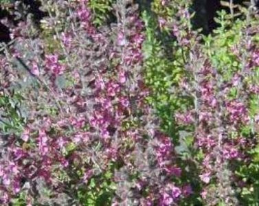 Teucrium lucidrys P9, Gamander