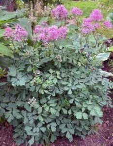 Thalictrum aquilegifolium, Ruit