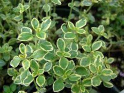 Thymus citriodorus 'Lemon', Siertijm