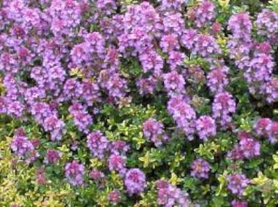 Thymus 'Doone valley', Siertijm