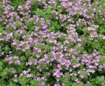 Thymus praecox 'Minor', Siertijm