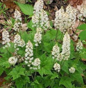 Tiarella cordifolia P9, Perzische muts