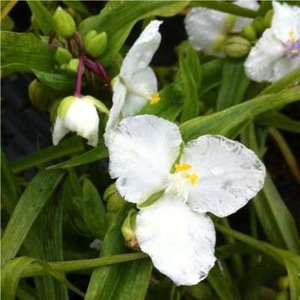 Tradescantia andersoniana 'Innocence', Eendagsbloem