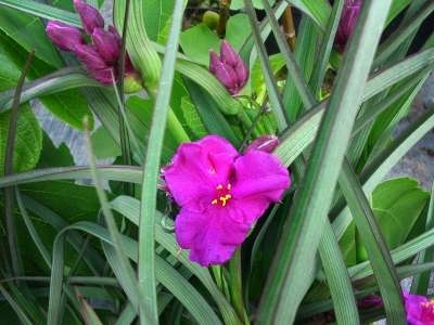 Tradescantia andersoniana 'Rubra', Eendagsbloem