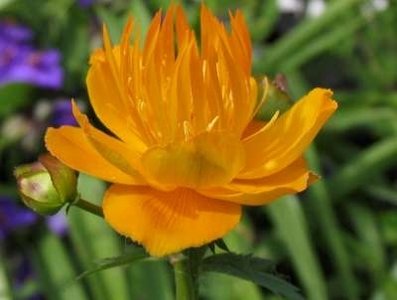 Trollius chinensis 'Golden Queen', Kogelbloem