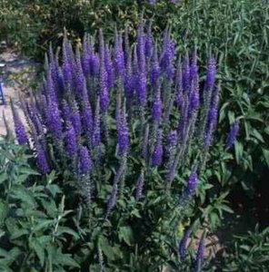 Veronica longifolia 'Blauriesin', Ereprijs