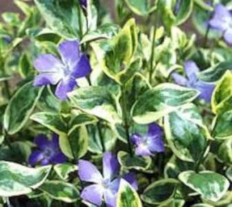 Vinca major 'Variegata', Maagdenpalm