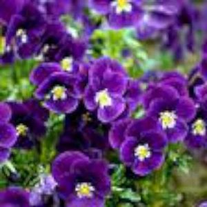 Viola cornuta 'Velour Purple', Viooltje