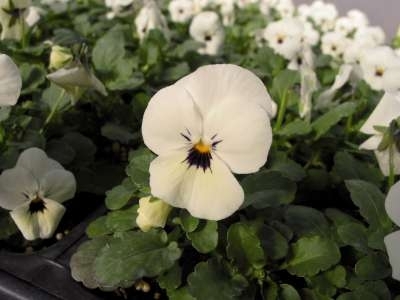 Viola cornuta 'Velour White', Viooltje