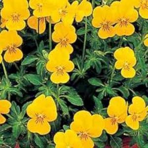 Viola cornuta 'Velour Yellow', Viooltje