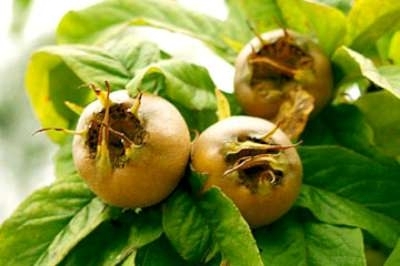 Mespilus germanica, Mispel, STRUIK