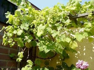 Vitis 'Vroege van der Laan', Druif