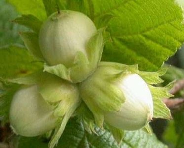 Corylus avelana 'Webb's Prize Cob' STRUIK ,Grootvruchtige hazelnoot