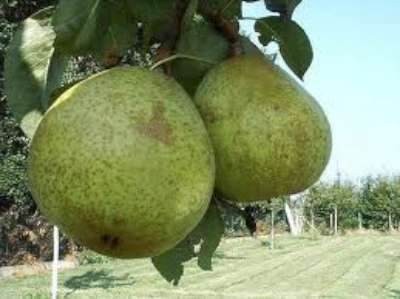 Pyrus 'Double Philippe', HOOGSTAM (=Doyenné Boussoch)