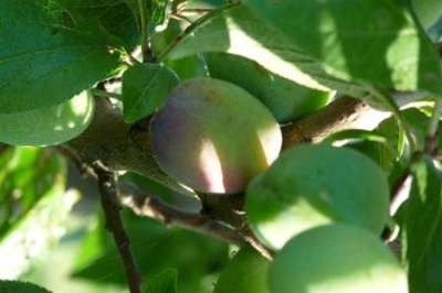 Prunus 'Anna Spath', STRUIK