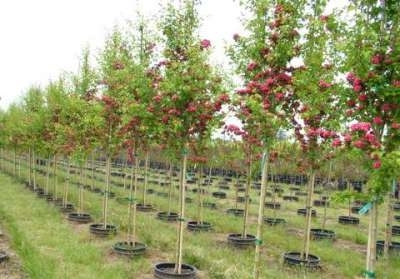 Crataegus media 'Paul Scarlet', 8/10 cm Blote wortel, Meidoorn