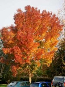 Fraxinus ang. 'Raywood', 8/10 cm Blote wortel, Es (= Flame)