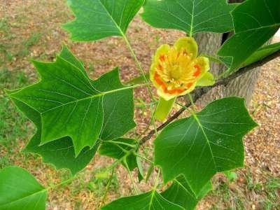 Liriodendron tulipifera, 8/10 Kluit, Tulpeboom