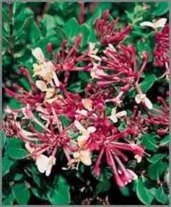 Lonicera per. 'Belgica Select', kamperfoelie