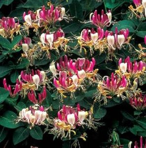 Lonicera per. 'Serotina', Kamperfoelie