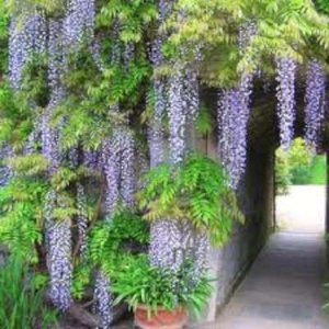 Wisteria sinensis 'Prolific', Blauwe regen