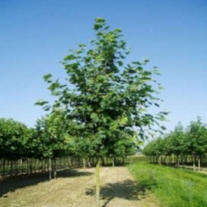 Platanus hispanica, 8/10 Blote wortel, Plataan