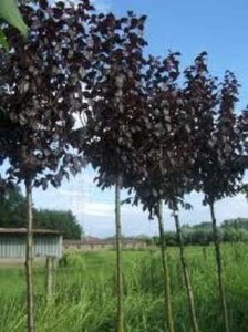 Prunus cer. 'Nigra', 8/10 Blote wortel, Sierkers