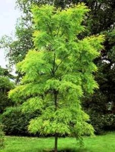 Robinia pseud. 'Frisia', 8/10 Blote wortel, Valse Acacia