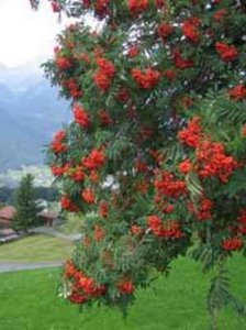 Sorbus auc. 'Wettra', 8/10 Blote wortel, Lijsterbes