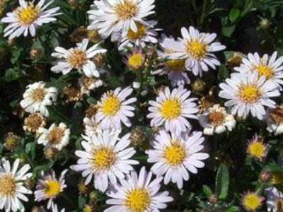 Aster ageratoides 'Stardust'