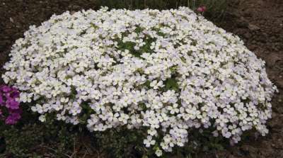 Aubrieta 'Regado White', Randjesbloem