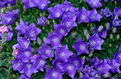 Campanula carpatica, Klokjesbloem