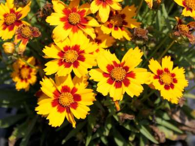 Coreopsis grandiflora 'Sonnenkind', Meisjesogen