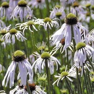 Echinacea pallida 'Hula Dancer', zonnehoed