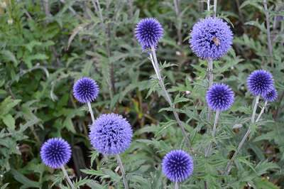 Echinops ritro 'Veitch's Blue', Kogeldistel