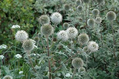 Echinops sphaerocephalus 'Arctic Glow', Kogeldistel