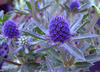 Eryngium planum 'Blue Hobbit', Kruisdistel