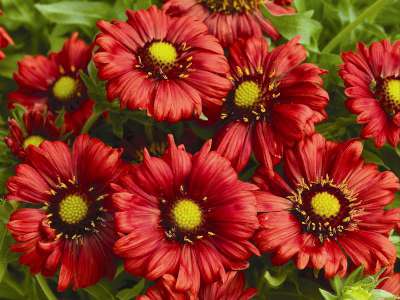 Gaillardia 'Burgunder', Kokardebloem