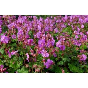 Geranium cantabrigiense 'Berggarten', Ooievaarsbek