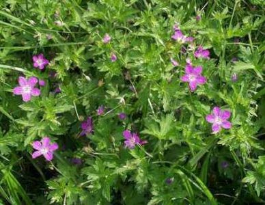 Geranium palustre, Moerasooievaarsbek