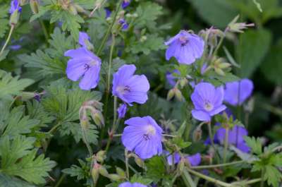 Geranium pratense, Ooievaarsbek