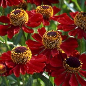 Helenium 'Rubinzwerg', Zonnekruid