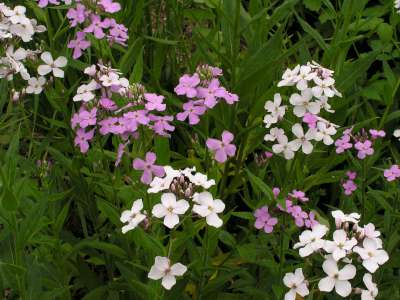 Hesperis matronalis, Damastbloem