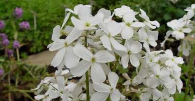 Hesperis matronalis 'Alba', Damastbloem