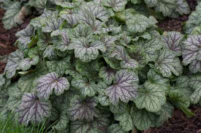 Heuchera 'Green Spice', Purperklokje