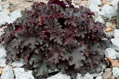 Heuchera 'Black Beauty', ® Purperklokje