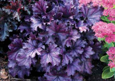 Heuchera 'Forever Purple', ® Purperklokje