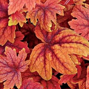 Heucherella 'Sweet tea' ®