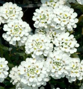 Iberis sempervirens 'Fishbeck', Scheefkelk, Scheefbloem