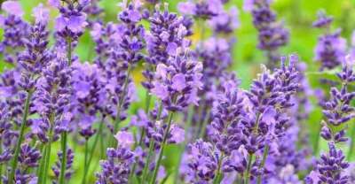 Lavandula ang. 'Essence Purple', Lavendel 